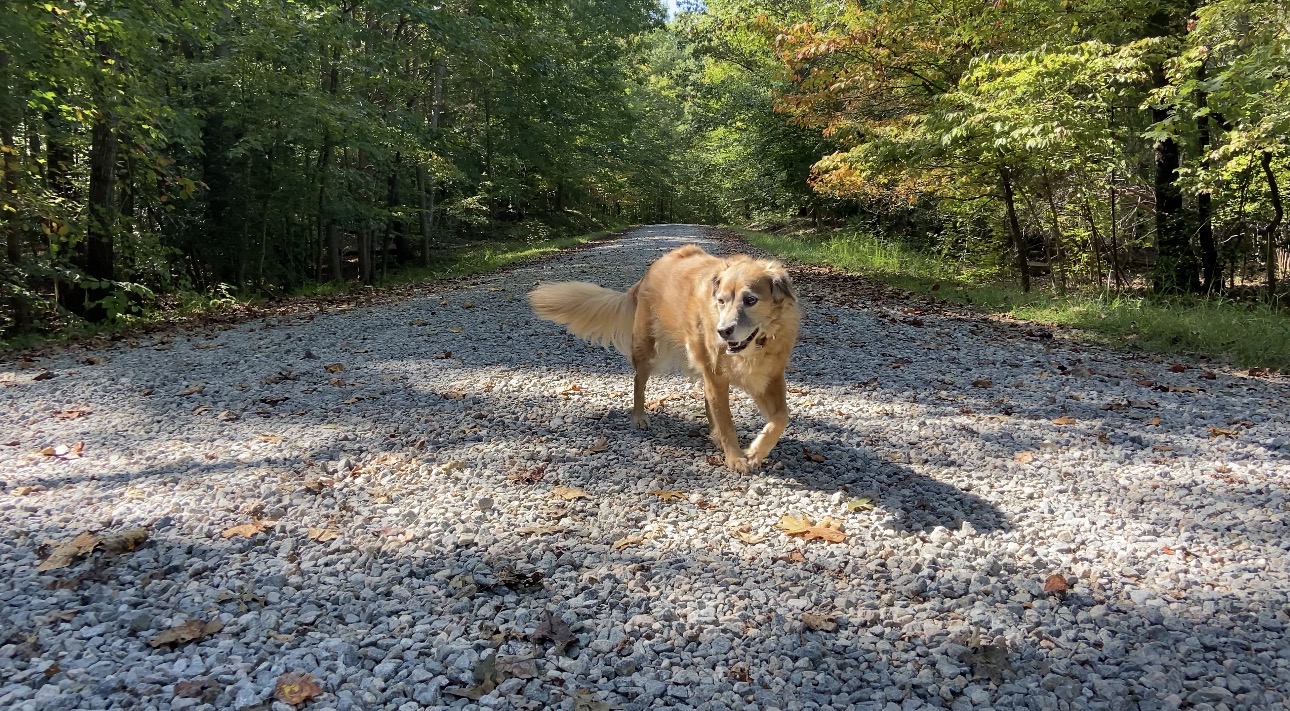 Golden retriever walking on a quiet gravel road through tall green woods